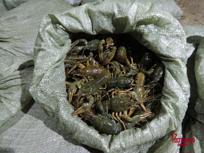 В Самарской области при содействии ОМОН Росгвардии изъята почти тонна раков