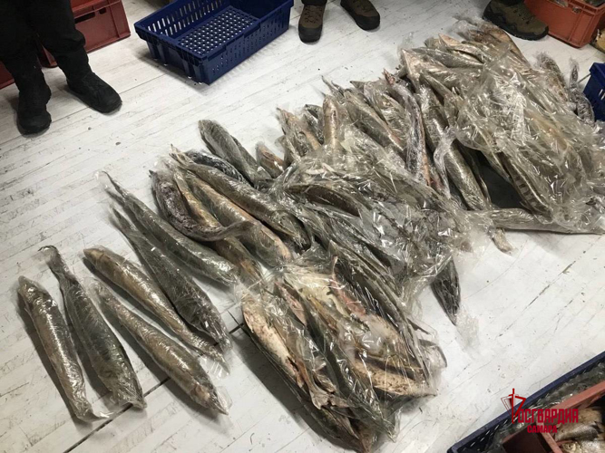 Покровительствовавший браконьерам сотрудник Росрыболовства задержан при содействии ОМОН в Самарской области 